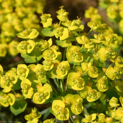 Bild von Euphorbia cyparissias Orange Man