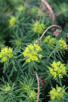 Bild von Euphorbia cyparissias Tall Boy