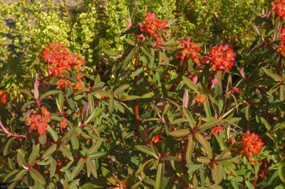 Bild von Euphorbia griffithii Fireglow