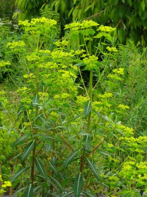 Bild von Euphorbia  Froeup