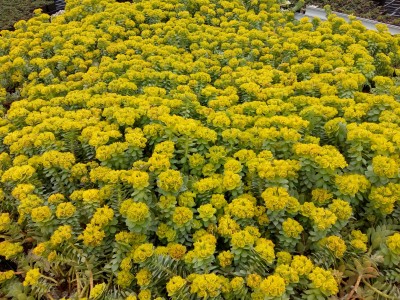 Bild von Euphorbia myrsinites 