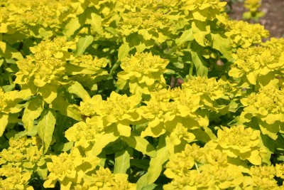 Bild von Euphorbia polychroma Midas