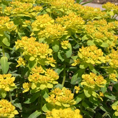 Bild von Euphorbia polychroma Roter-Igel