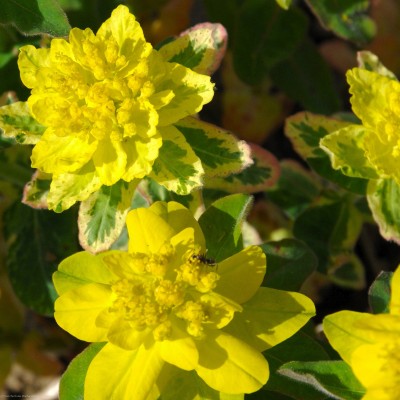 Bild von Euphorbia epiphymoides Variegata