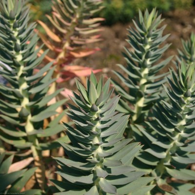 Bild von Euphorbia rigida