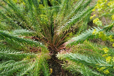 Bild von Euphorbia seguieriana Sternenwolke