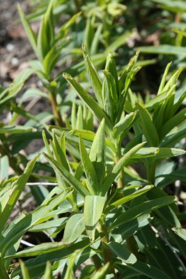 Bild von Euphorbia soongarica 