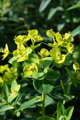 Bild von Euphorbia wallichii