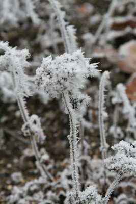 Bild von Filipendula palmata Nana