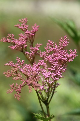 Bild von Filipendula rubra Venusta Magnifica