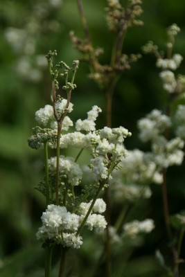 Bild von Filipendula ulmaria Plena