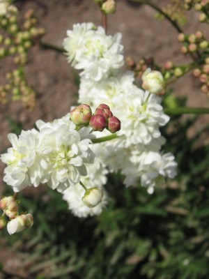 Bild von Filipendula vulgaris Multiplex