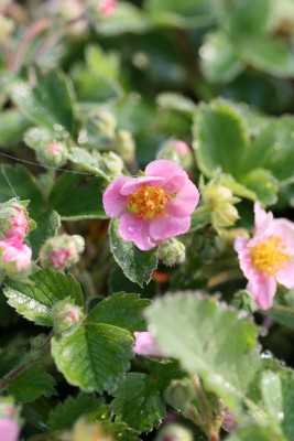 Bild von Fragaria ananassa Pink Panda