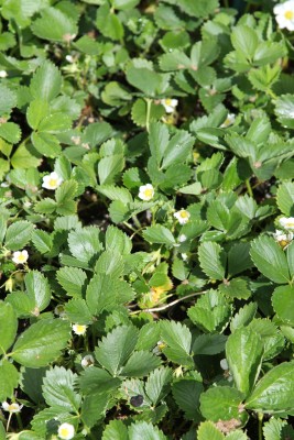 Bild von Fragaria x-cult. Mara des Bois