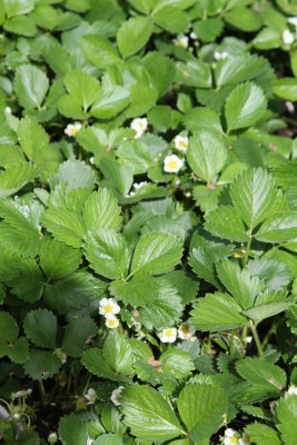 Bild von Fragaria x-cult. Waldfruchtstar