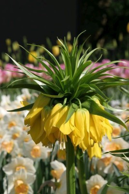 Bild von Fritillaria imper. Lutea-Maxima