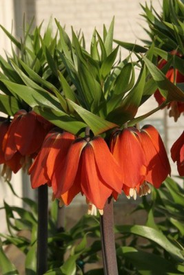 Bild von Fritillaria imper. Rubra-Maxima