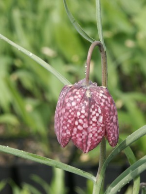 Bild von Fritillaria meleagris