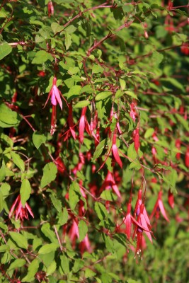 Bild von Fuchsia magellanica