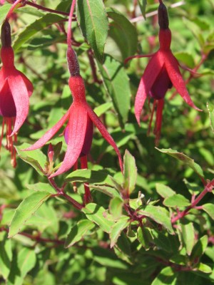 Bild von Fuchsia magellanica Ricartonii