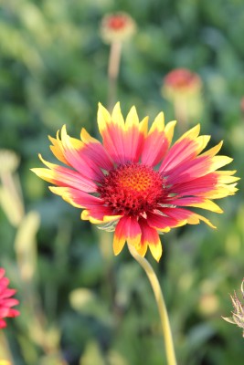 Bild von Gaillardia x-grandiflorum Fackelschein