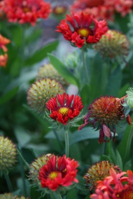 Bild von Gaillardia x-grandiflorum Fanfare-Blaze