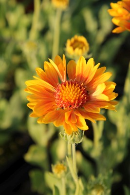 Bild von Gaillardia x-grandiflorum Oranges a.Lemons