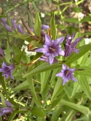 Bild von Gentiana asclepiadea