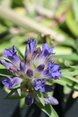 Bild von Gentiana dahurica