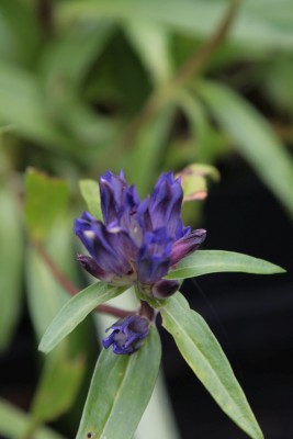 Bild von Gentiana gracilipes