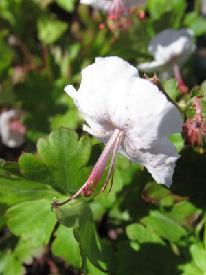 Bild von Geranium x-cantabrigense Harz