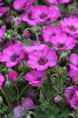 Bild von Geranium cinereum Carol