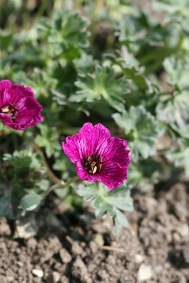 Bild von Geranium cinereum Purple Pillow