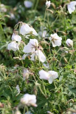 Bild von Geranium clarkei Kashmir White