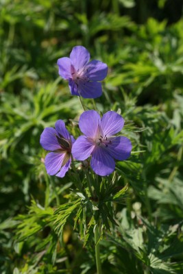 Bild von Geranium x-collinum Nimbus