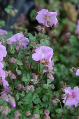 Bild von Geranium dalmaticum