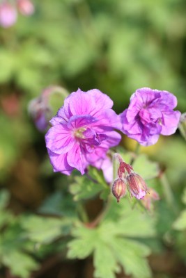 Bild von Geranium himalayense Plenum