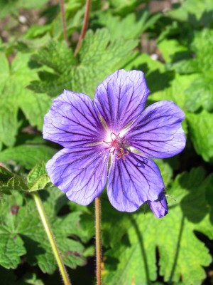 Bild von Geranium ibericum jubatum