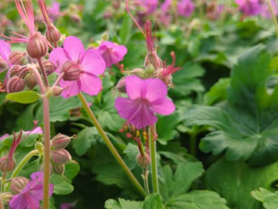 Bild von Geranium macrorrhizum