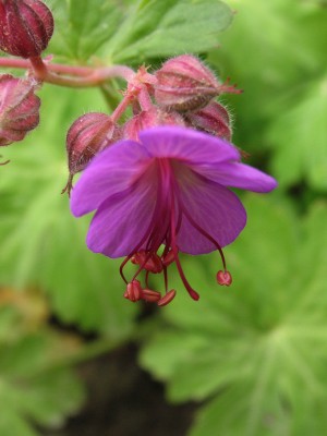 Bild von Geranium macrorrhizum Freundorf