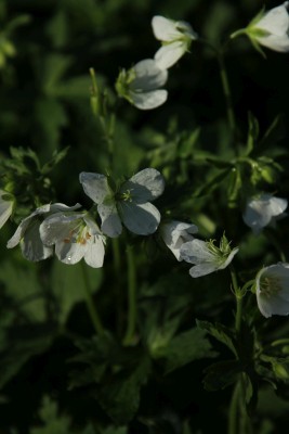 Bild von Geranium maculatum Album