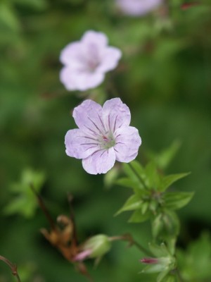 Bild von Geranium nodosum