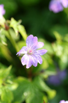 Bild von Geranium nodosum Simon