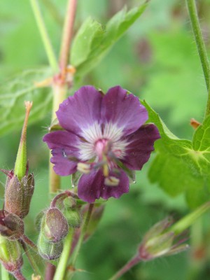 Bild von Geranium phaeum