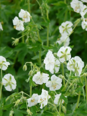 Bild von Geranium phaeum Album