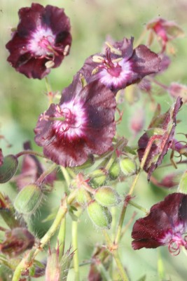 Bild von Geranium phaeum Slatina