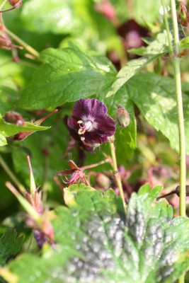 Bild von Geranium phaeum Samobor