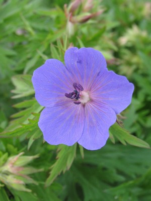 Bild von Geranium x-pratense Mrs.Kend.Clark