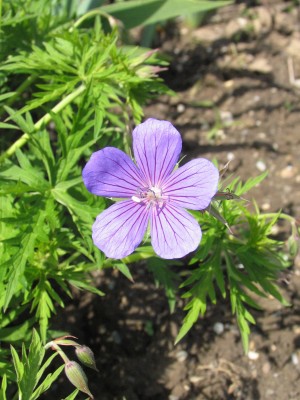 Bild von Geranium x-pratense Brookside