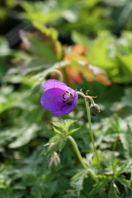 Bild von Geranium x-pratense Spinners